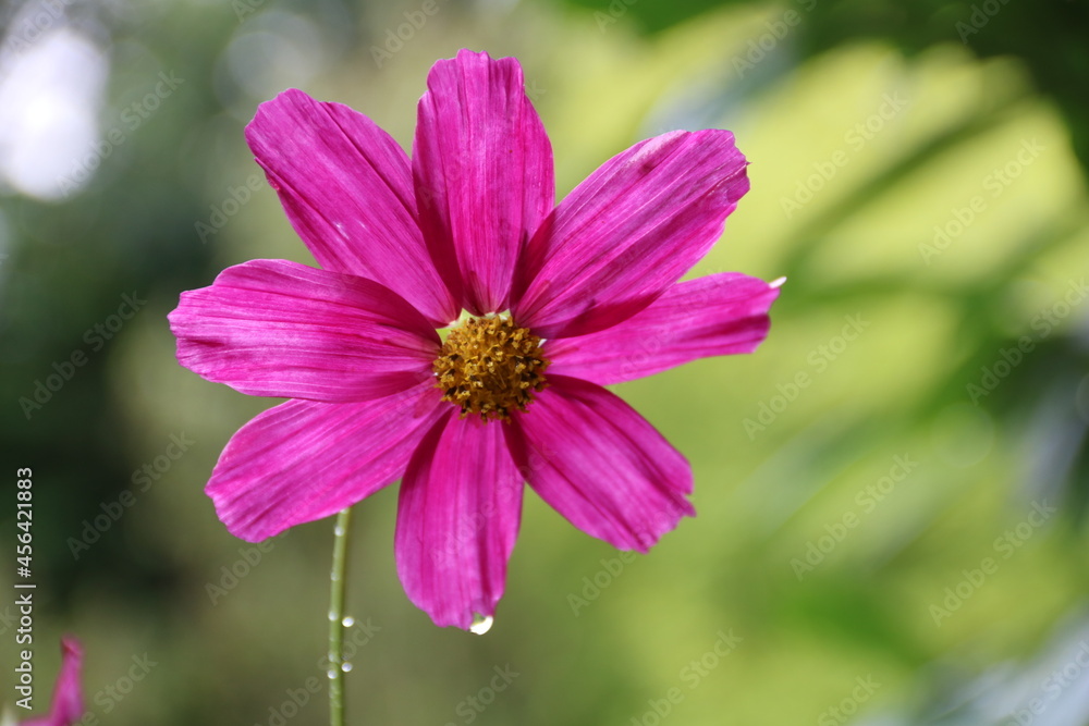 Cosmea Blüte nach dem Regen