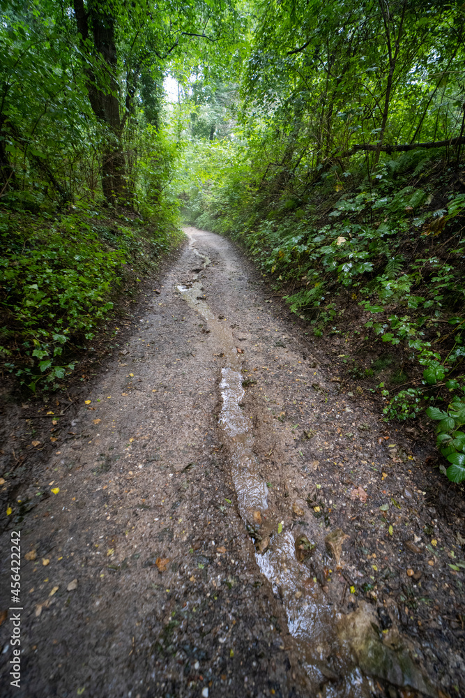 Tracks through the forest near Berg en Terblijt Tracks through the forest near Berg en Terblijt