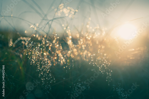 Green grass with morning dew at sunrise. Macro image, shallow depth of field. Beautiful summer nature background