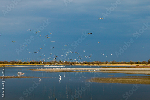 Seagulls flying over the lake