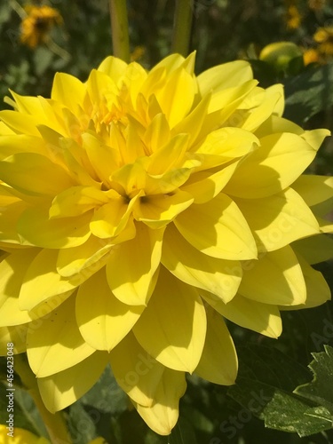 dahlia blossom, American Sun, flowering in the sun, yellow flower, close up © Katy