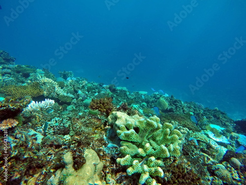 Tropicl reef with fish in Fiji