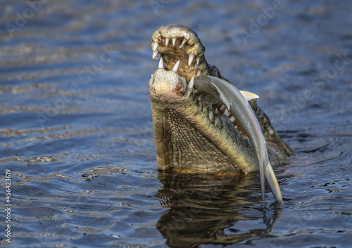 Closeup shot of a crocodile eating his prey in a water