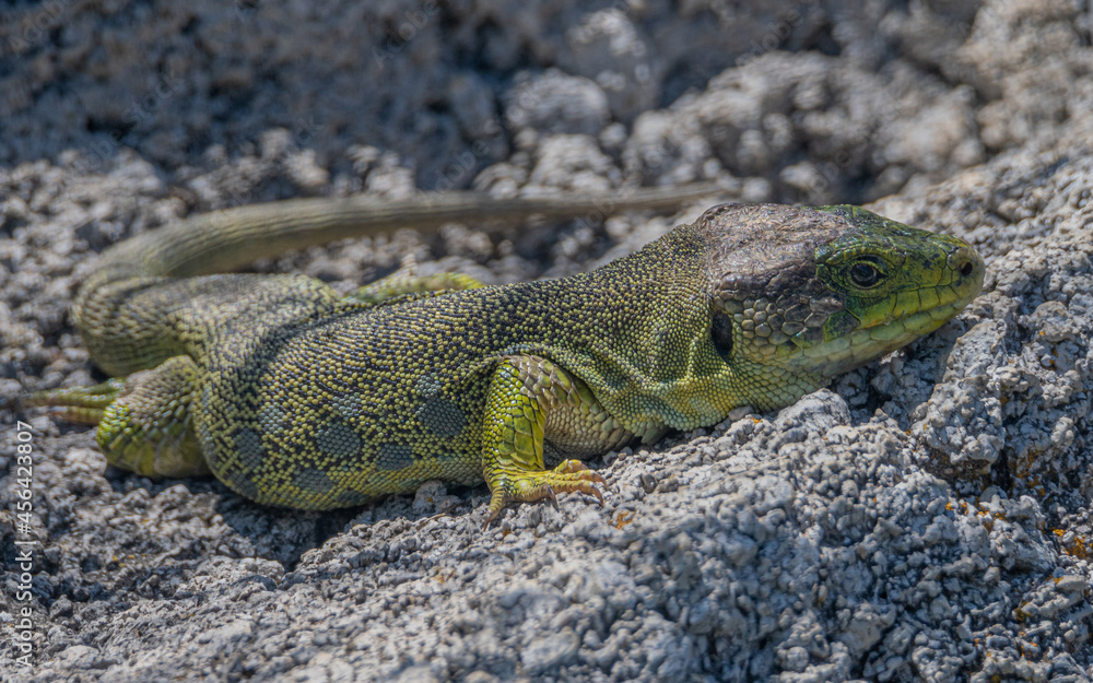 Obraz premium Lagarto verde tomando el sol