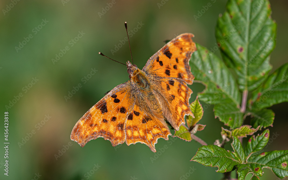 Obraz premium Mariposa alas abiertas