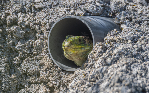 Lagarto verde en su cueva