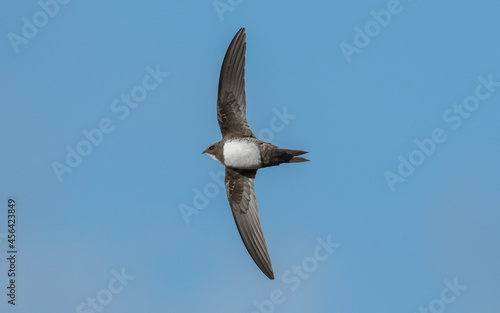 Vencejo real volando