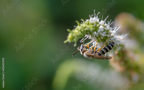 insecto encima de una flor 