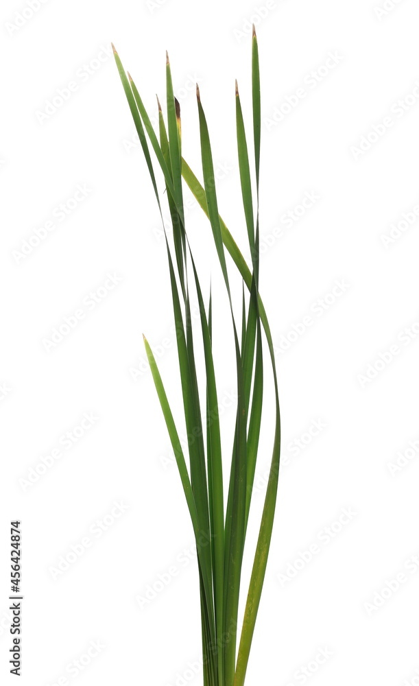 Cane, reed leaves, isolated on white background and texture Cane, reed leaves, isolated on white background and texture