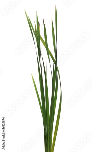Cane, reed leaves, isolated on white background and texture