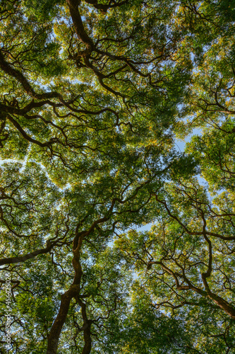 Arboles que no se tocan