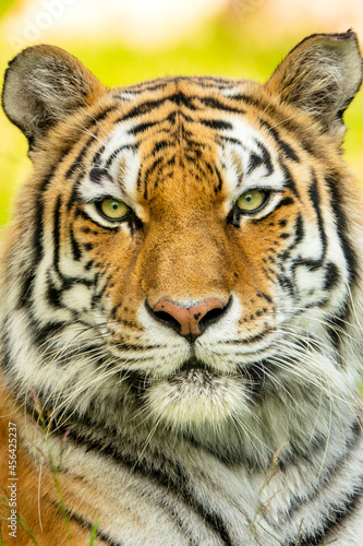 This Amur Tiger seemed very relaxed during our portrait photo shoot at a local zoo. The Amur or formerly Siberian tiger is the worlds largest of the wild cats. 
