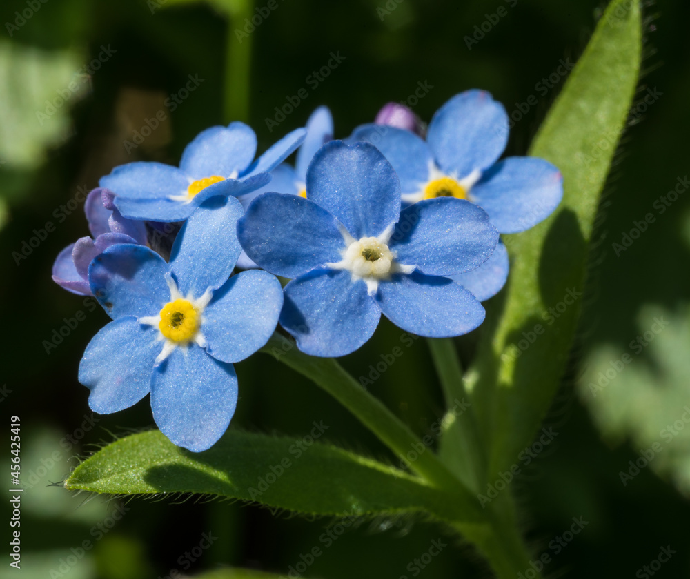 blau Blüten von Vergissmeinnicht blau Blüten von Vergissmeinnicht