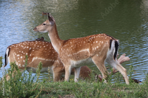 Fototapeta Naklejka Na Ścianę i Meble -  two fallow deer by the lake