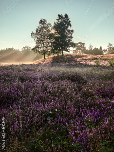 A wonderful sunrise on the misty moor. Westruper Heide nature reserve in the German town of Haltern am See. Landscape photography.