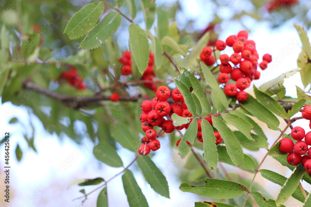 Fototapeta premium red berries on a bush