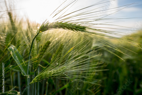 Getreideähren auf einem Feld ganz nah