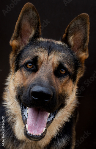 German Shepherd dog face looking nice