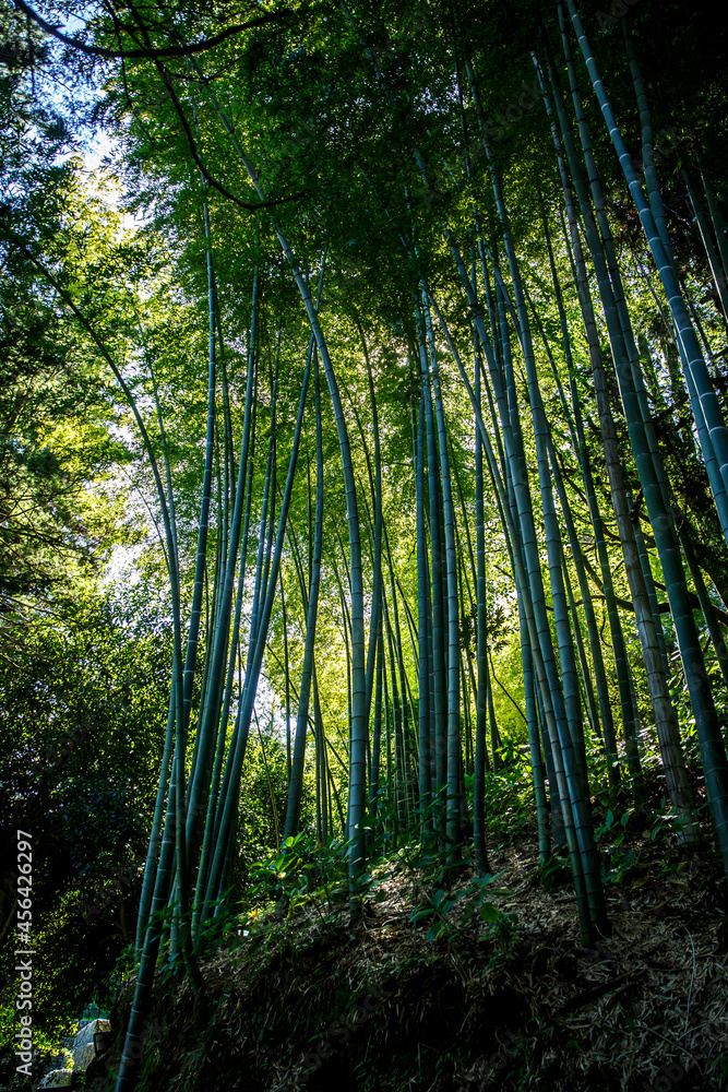 Bamboo branches in beautiful Green Bamboo Forest Bamboo branches in beautiful Green Bamboo Forest