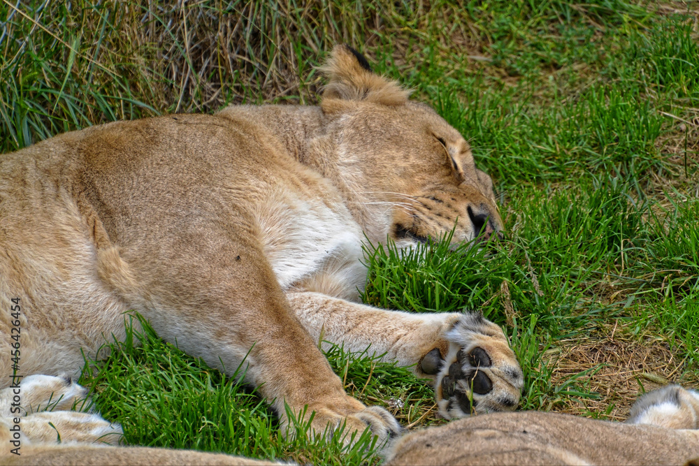 Lioness Sleeping Lioness Sleeping