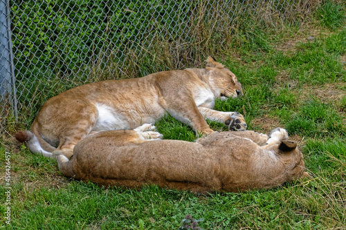 Lioness Sleeping