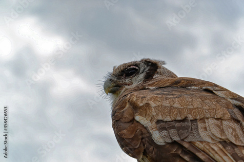 Milky Eagle Owl close up