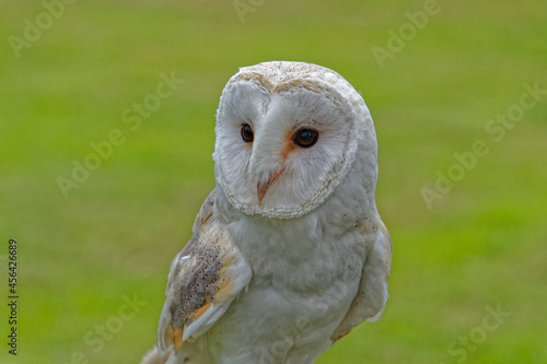 White barn owl close up