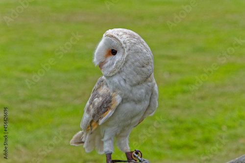 White barn owl close up