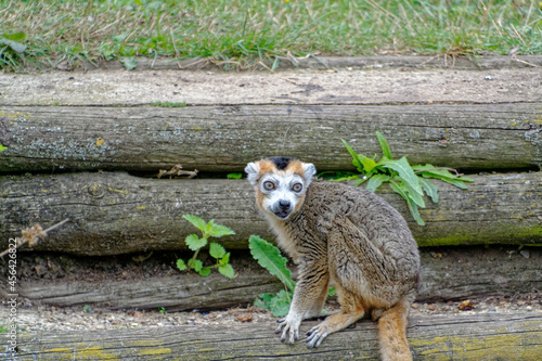 Close up of a brown Lemur