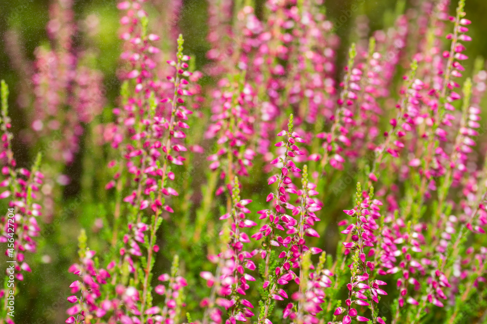 Obraz premium Blooming pink heather, sunlight, colors in the garden