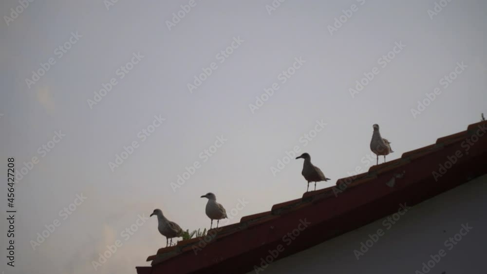 Silueta de gaviotas en el tejado Silueta de gaviotas en el tejado