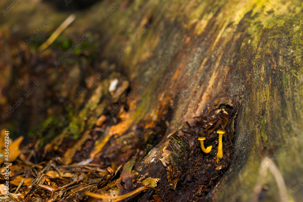 Small, inedible forest mushrooms in a Polish forest Small, inedible forest mushrooms in a Polish forest