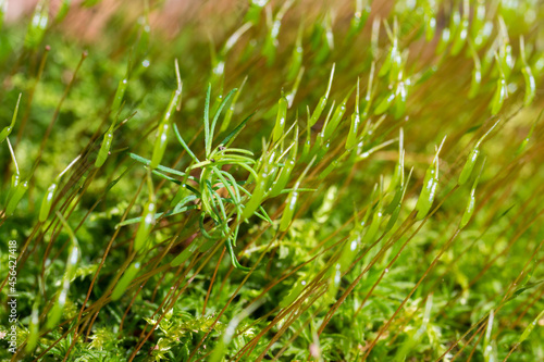 Polytrichum, Haircap moss or hair moss 