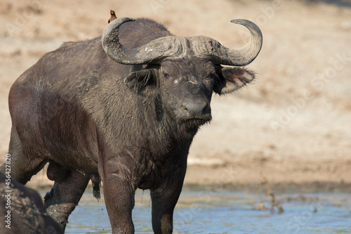 Bull African buffalo or Cape buffalo  Syncerus caffer 