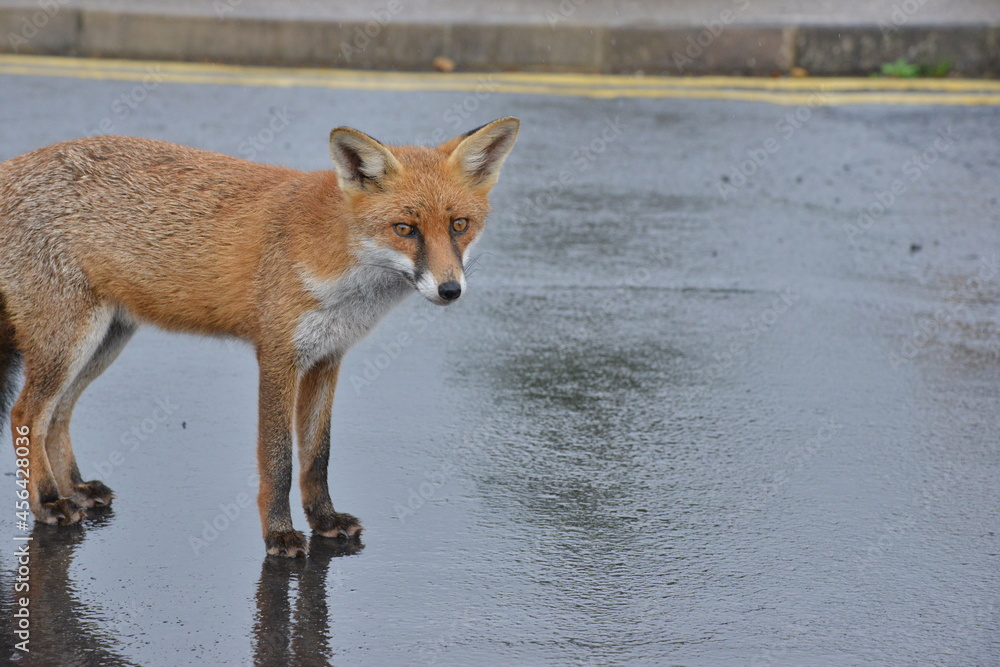 Fototapeta premium Fox in Ireland