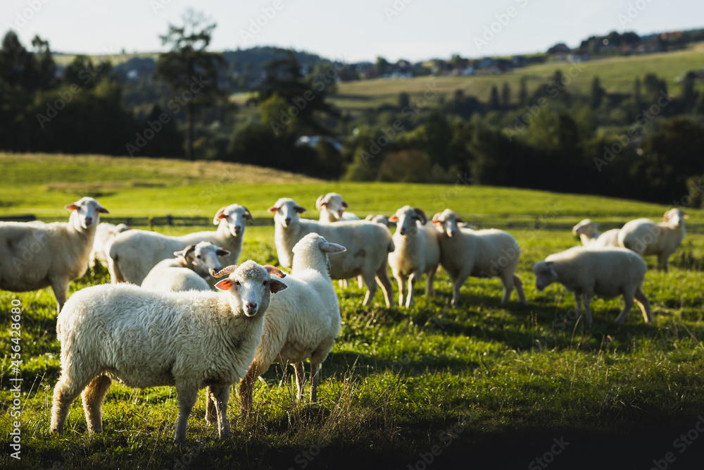 Fototapeta premium sheep herd