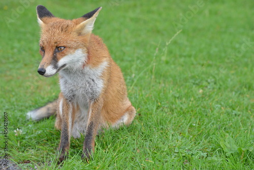 Fox in Ireland