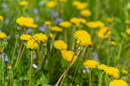 Bright yellow wild flowers, daisies, daisy seen in the summer time in northern Canada. Great desktop, background image. 
