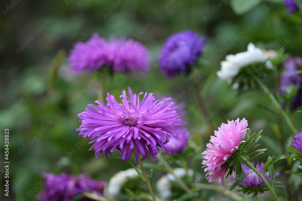 Pink asters on background bokeh violet, pink and white aster flowers, late summer garden, floral background. Pink asters on background bokeh violet, pink and white aster flowers, late summer garden, floral background.