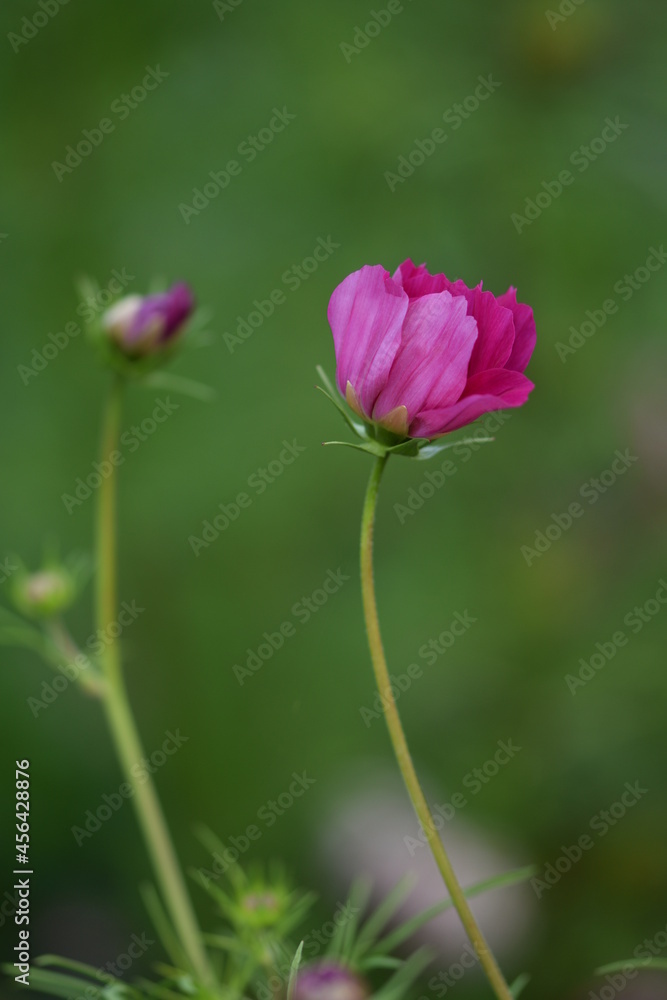 Pink cosmos flowers - just opening flower and flower bud. Pink cosmos flowers - just opening flower and flower bud.