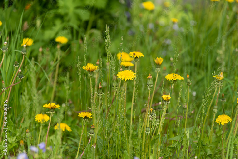 Fototapeta premium Bright yellow wild flowers seen in the summer time in northern Canada. Great desktop, background image. 
