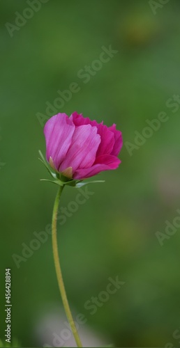 Pink cosmos single flower bud.