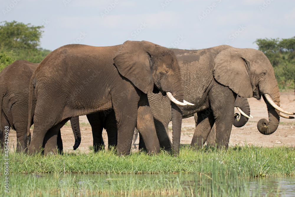 Free ranging african elephant, the largest existing land animals