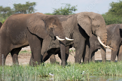 Free ranging african elephant  the largest existing land animals