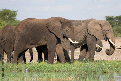 Free ranging african elephant  the largest existing land animals