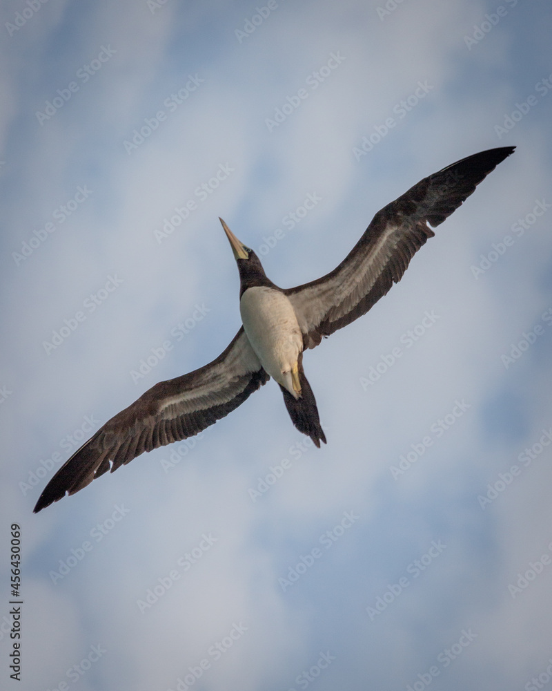 Obraz premium Sea Bird, Atobá, gaivota
