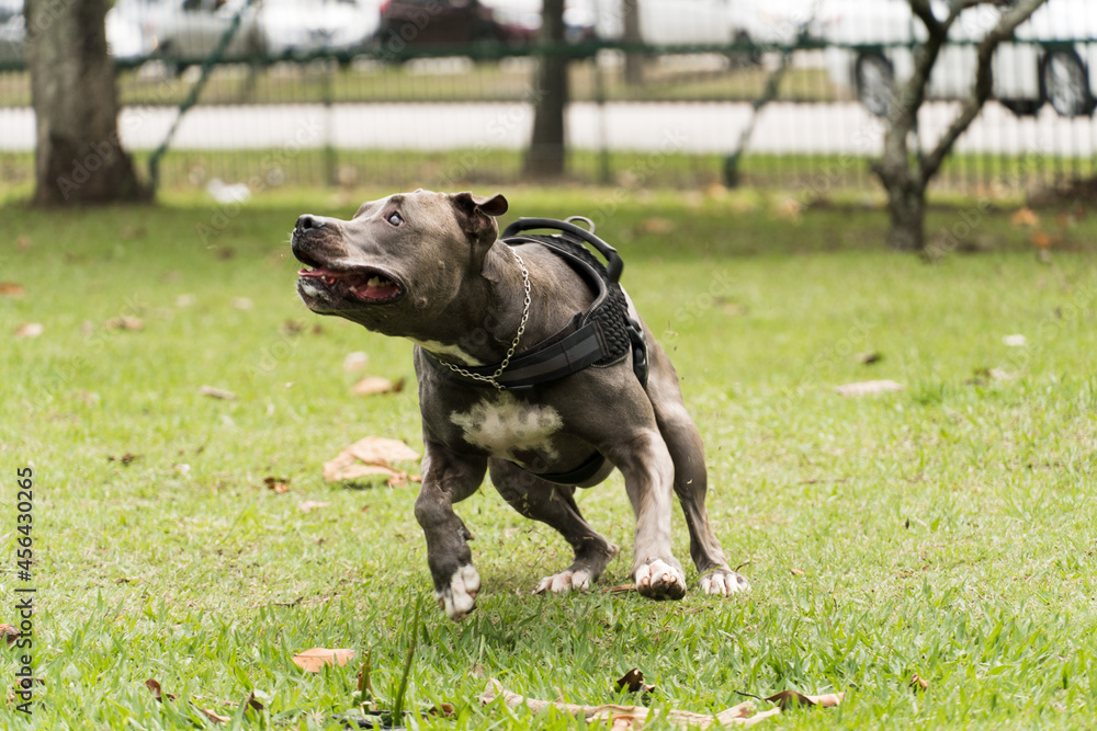 Pit bull dog playing and having fun in the park. Cloudy day. Selective focus.