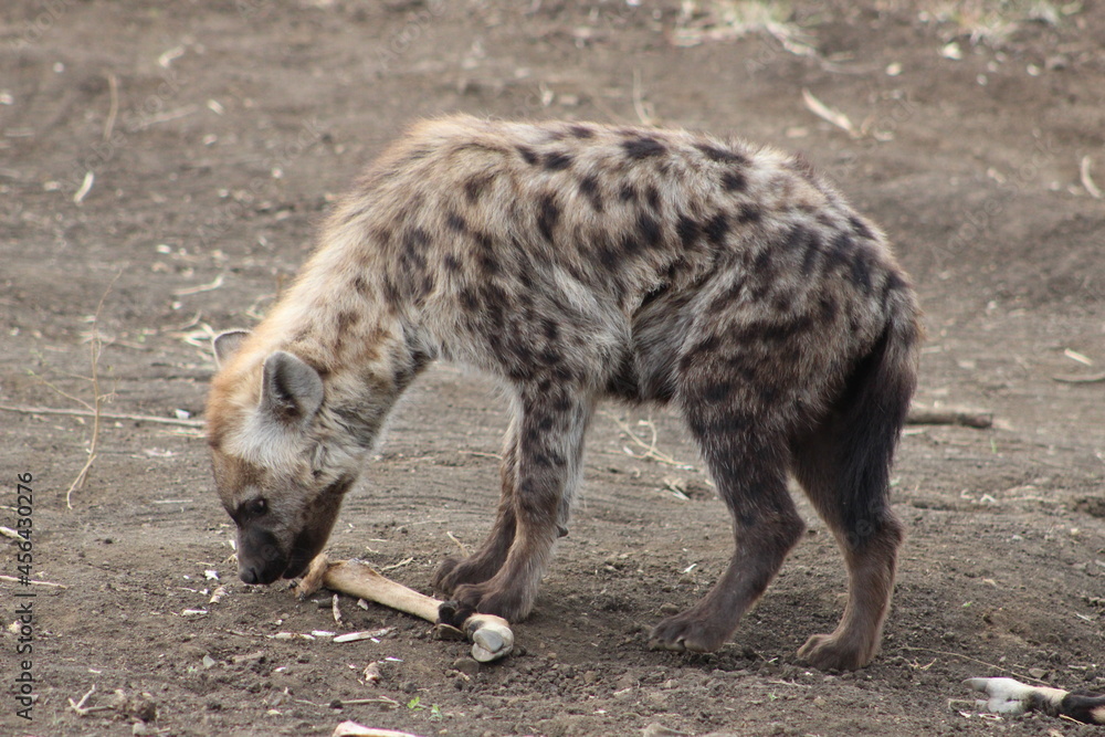 hyena in the wild