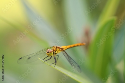 dragonfly on a leaf © Adrian Ioan Ciulea