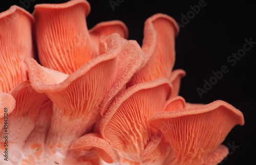 Pink Oyster Mushrooms © Peter